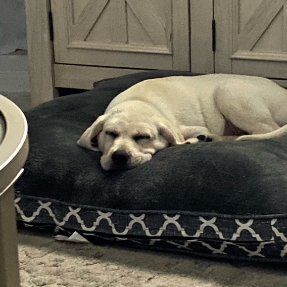 Items: steam cleaned, new and like new condition . - Picture 5 of 6